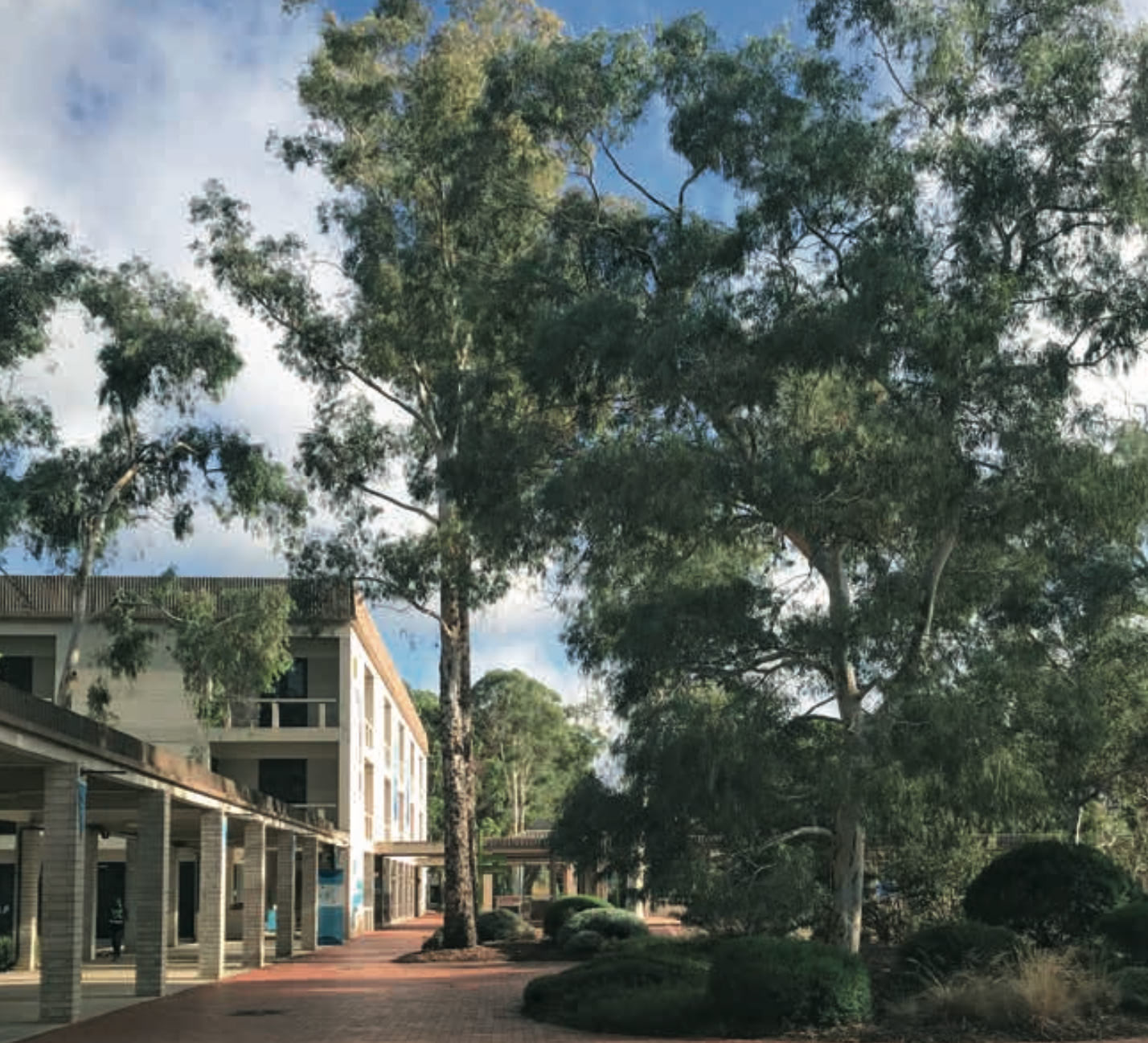 Urban trees in the ACT – Nature in the city