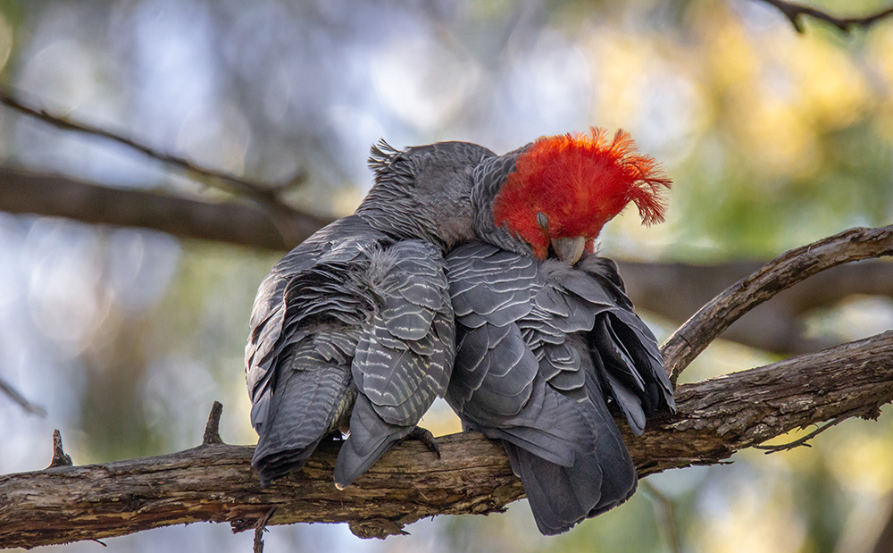 Above: Gang-gang cockatoo pair. Banner photo: Point Hut Crossing. Source: Ryan Colley.
